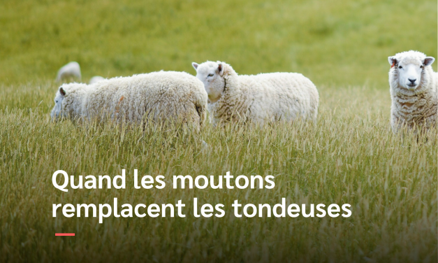 Quand les moutons deviennent jardiniers